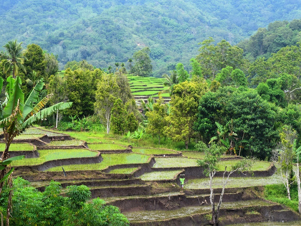 Desa Wisata Detusoko Barat 