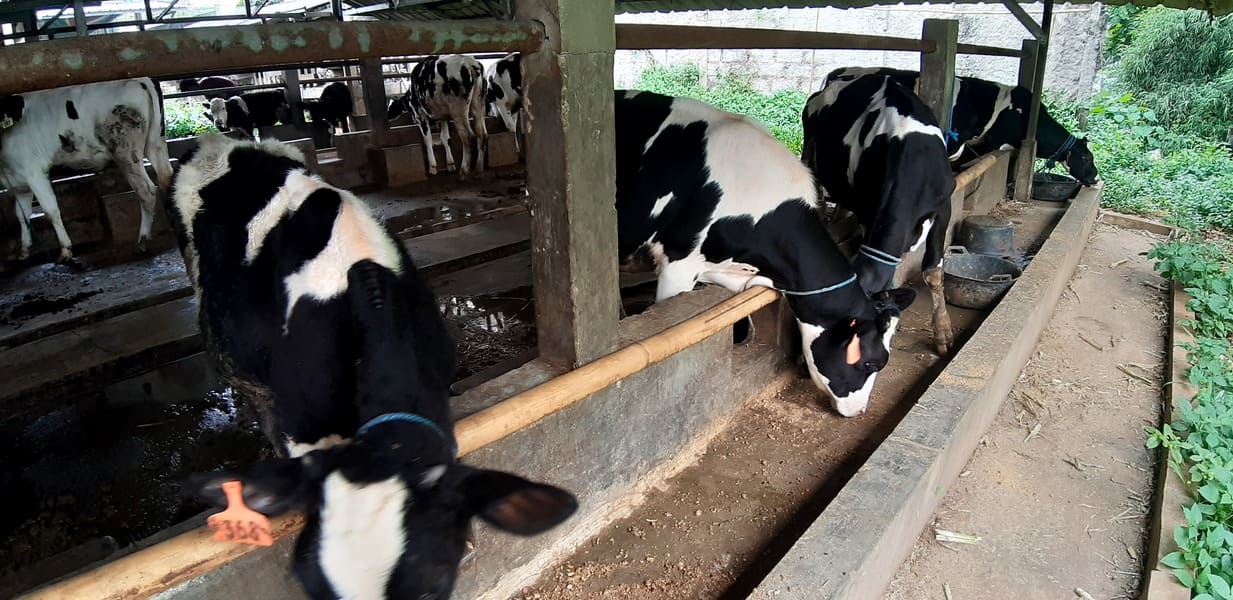 Tempat Wisata Anak di Jakarta argowisata istana susu cibugary