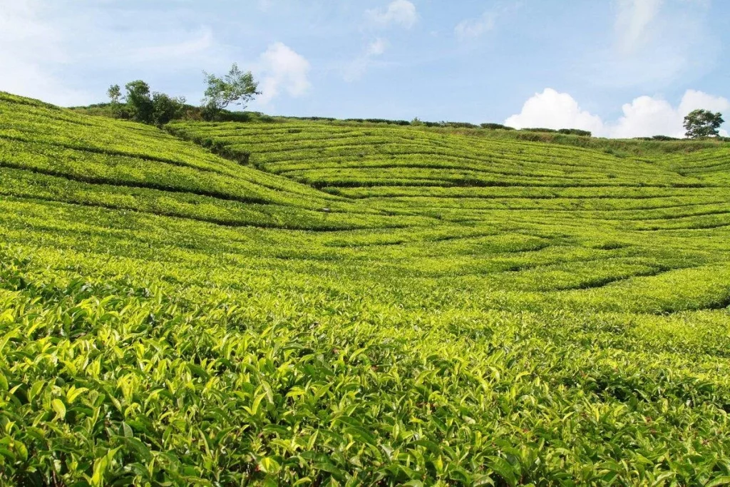 Tiket Masuk Kebun Teh Malabar  Bandung