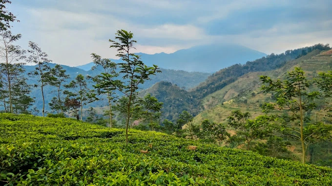 Kebun Teh Ngoho/Kaligintung