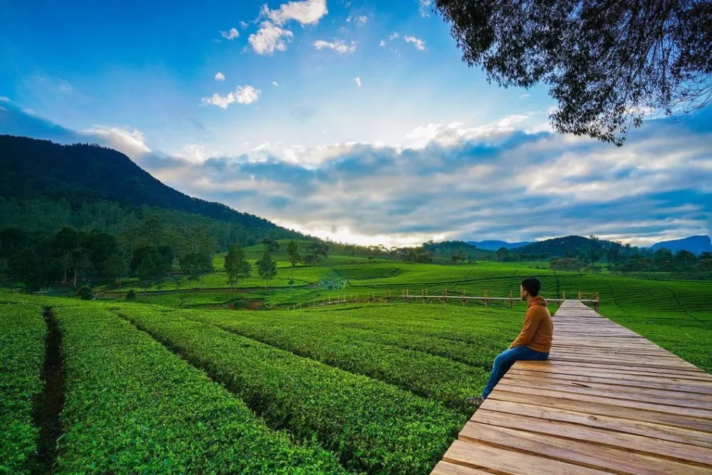 Kebun teg Riung Gunung Kabupaten Bandung