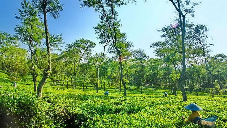 wisata alam di Kebun Teh Wonosari Lawang