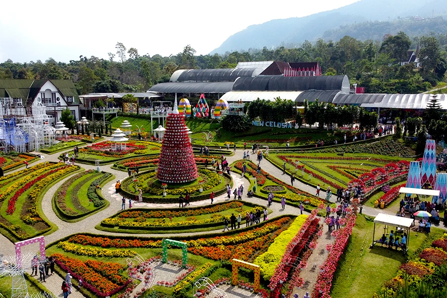 Wisata bunga semarang di Taman Bunga Celosia