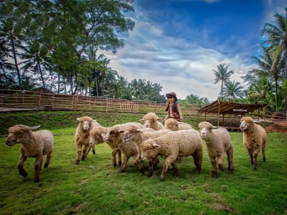 Wahana Dairyland Mini Zoo and Farm Cimory Semarang