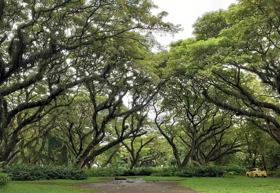 Rekomendasi wisata alam di Banyuwangi
