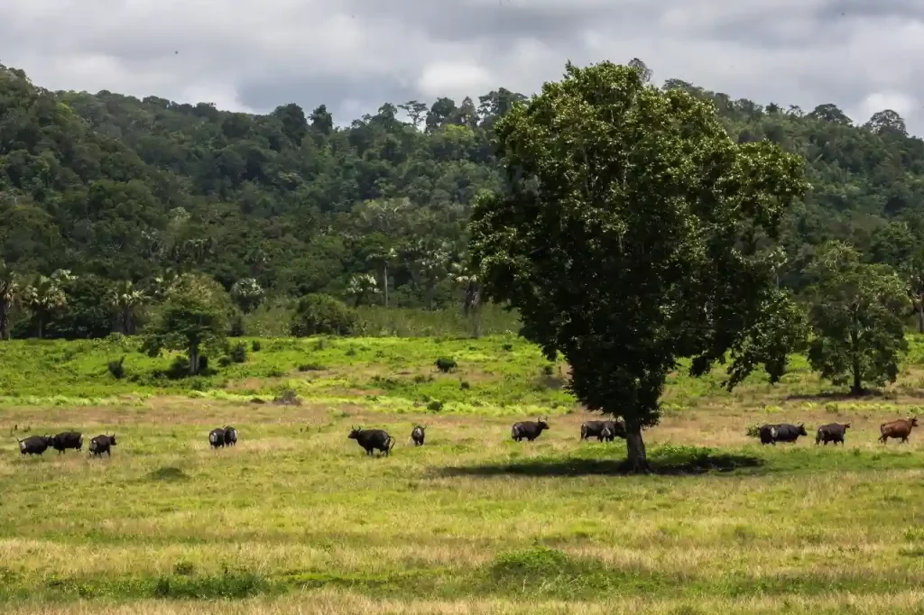 Rekomendasi wisata alam di Banyuwangi