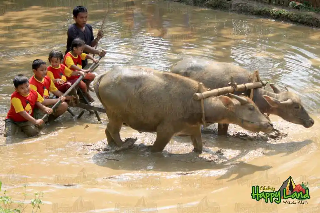 wisata edukasi anak di bogor- cibalung happy land