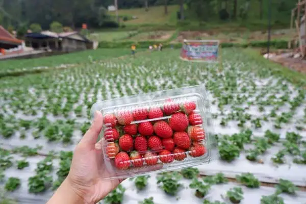 Kebun Strawberry Tawangmangu