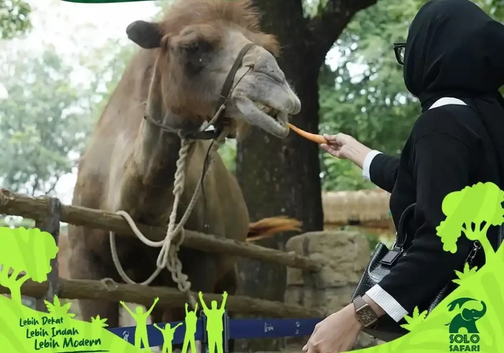 Harga Tiket Lebaran Solo Safari