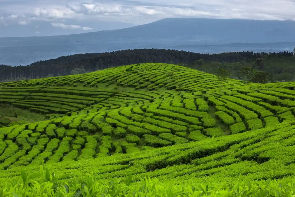 Kebun Teh Kertowono Lumajang