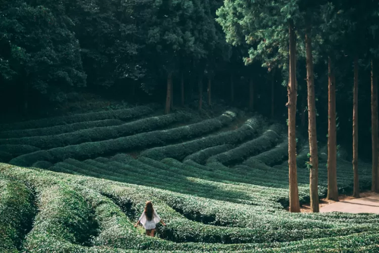 Kebun Raya Tongkoh Berastagi