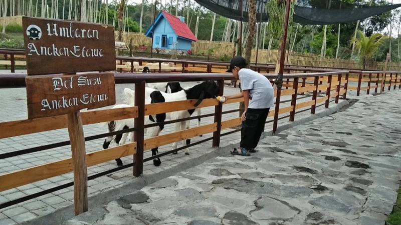 Agrowisata-Bhumi-Merapi