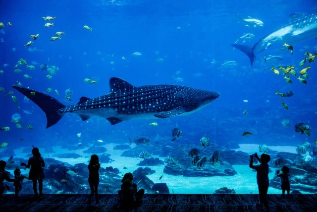 Jakarta Aquarium & Safari