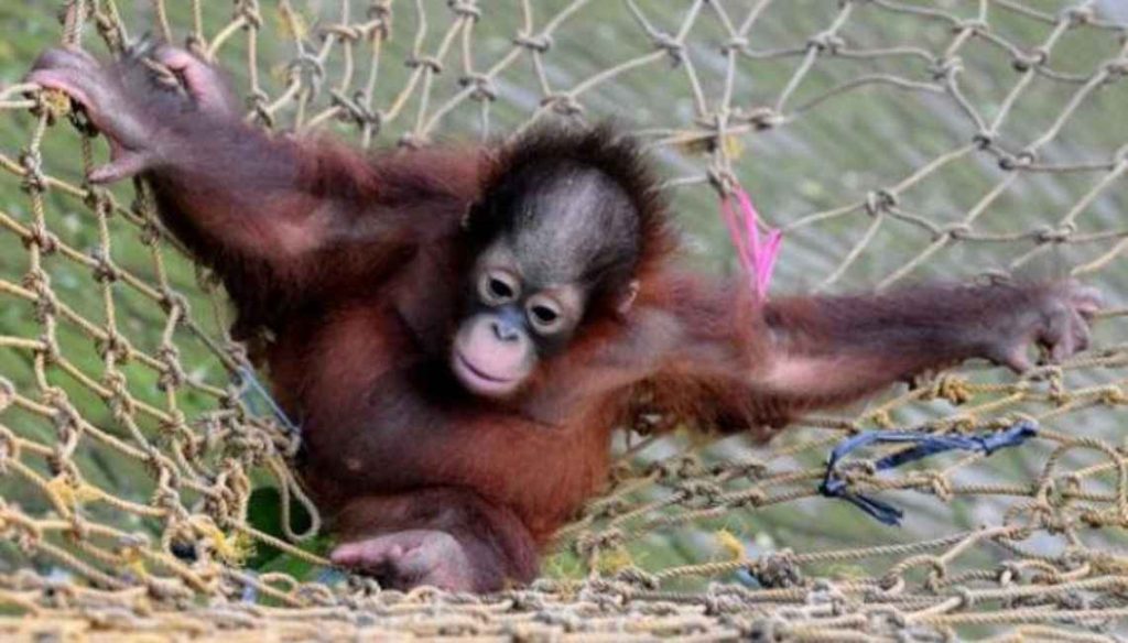 Kebun Binatang Surabaya