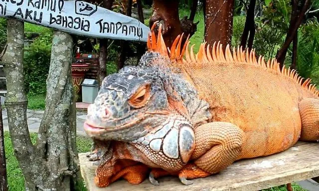 Kebun binatang jogja - Jogja Exotarium