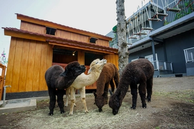 Suraloka Interactive Zoo