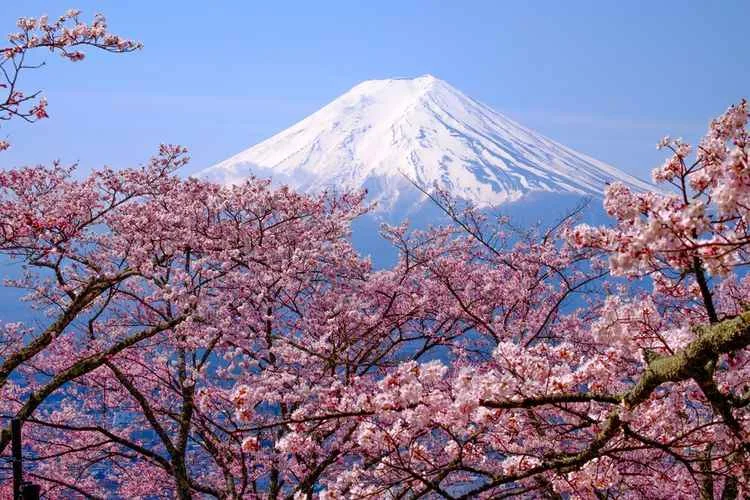Destinasi Wisata di Jepang Musim Semi -Area Gunung Fuji