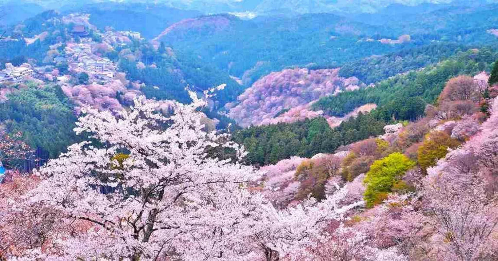 Destinasi Wisata di Jepang Musim Semi- Gunung Yoshinoyama