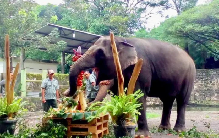 Hewan Apa Saja yang ada di Kebun Binatang Gembira Loka