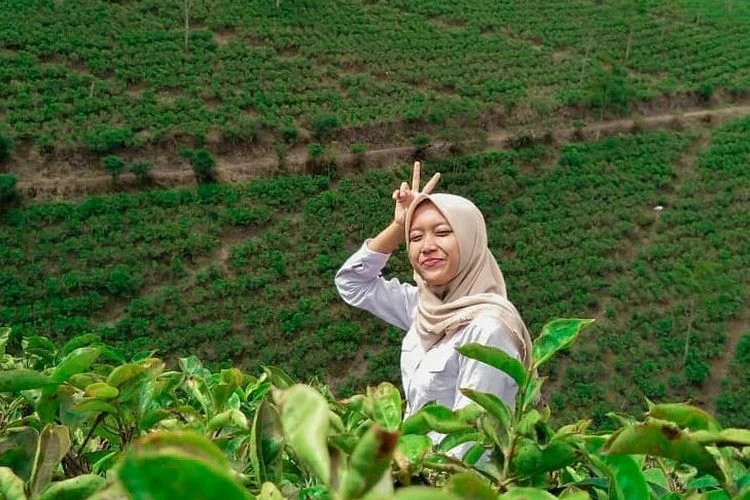 Kebun Teh Cipasung