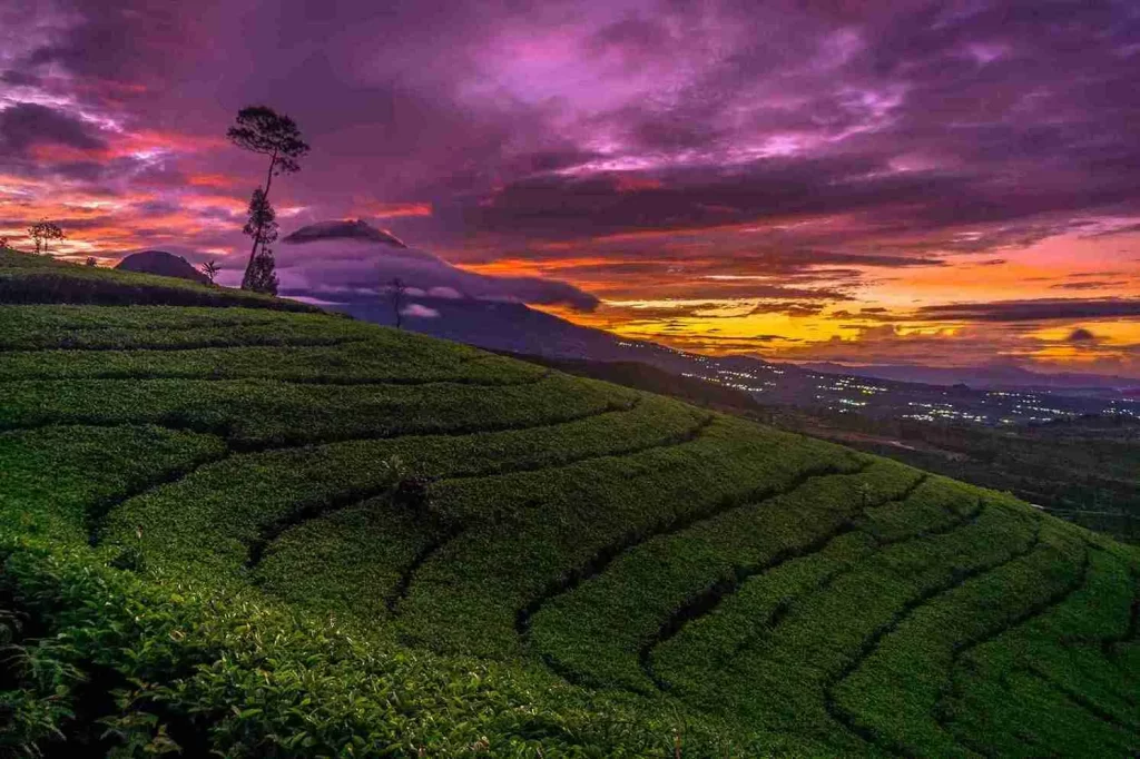 Kebun Teh Tambi Wisata Wonosobo yang ramah anak