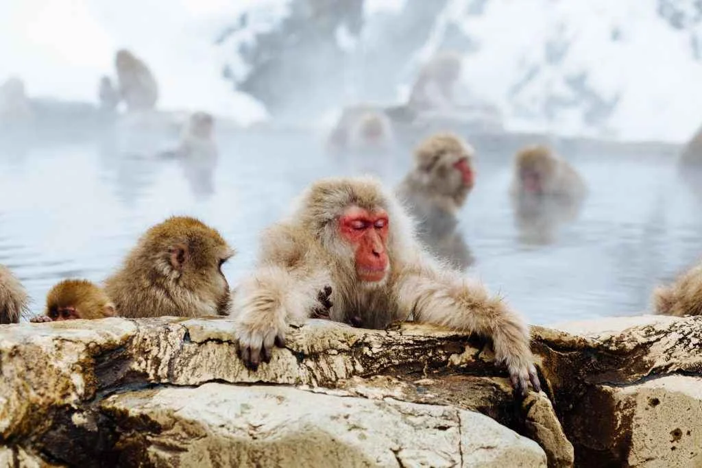 Snow Monkey Park (Jigokudani Yaen Koen), Prefektur Nagano Jepang
