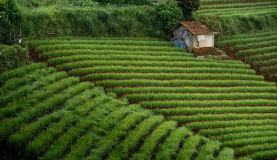 Terasering Panyaweuyan Argapura  Majalengka
