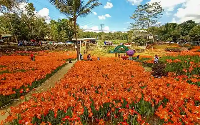 Taman Bunga Amarilis Viral di Jogja