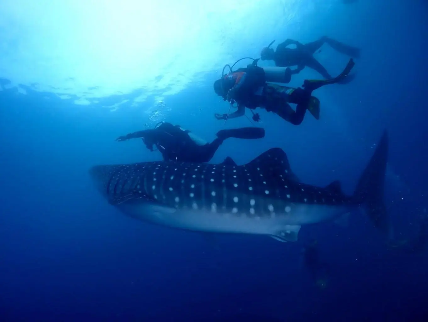 Diving dan Freediving Gorontalo