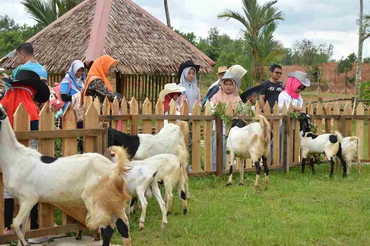 Feeding Animals di Amanah Borneo Park