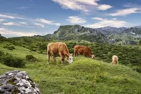 Propang Ranch Magelang