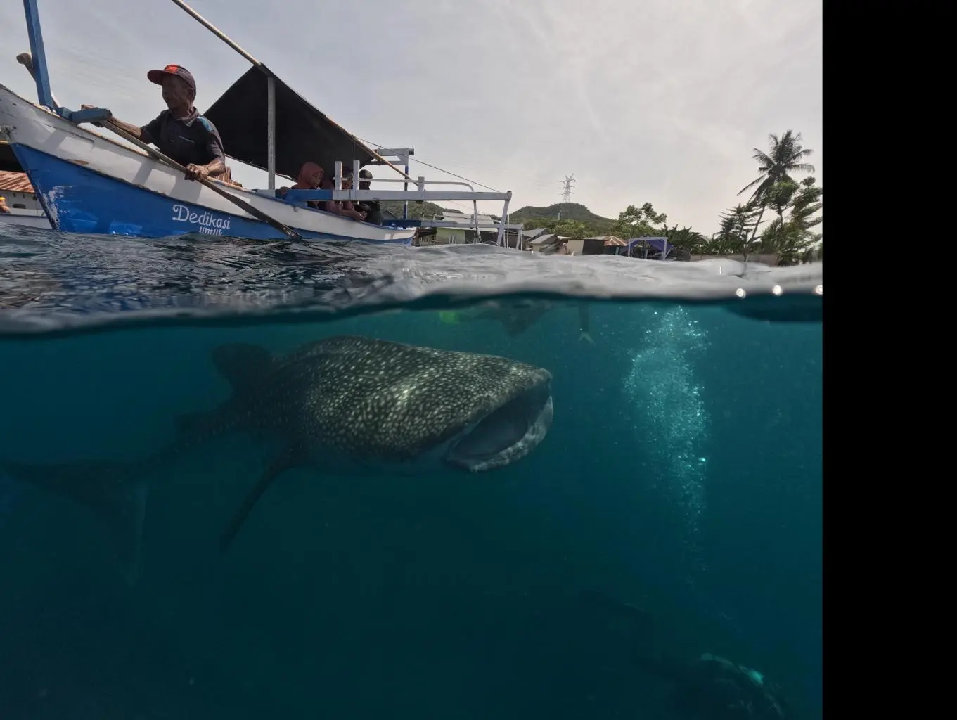 Wisata perahu - Wisata Hiu Paus Botubarani Gorontalo 