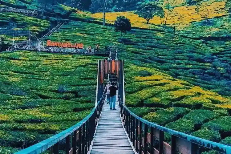 Wisata Alam Bandung Hits Bukit Jamur Rancabolang Ciwidey