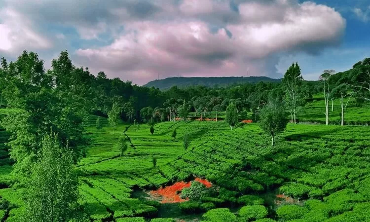 Kebun Teh Sukawana - Wisata alam Bandung Hits