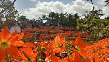 Wajib Mampir! 20 Wisata Jogja Viral di 2024_