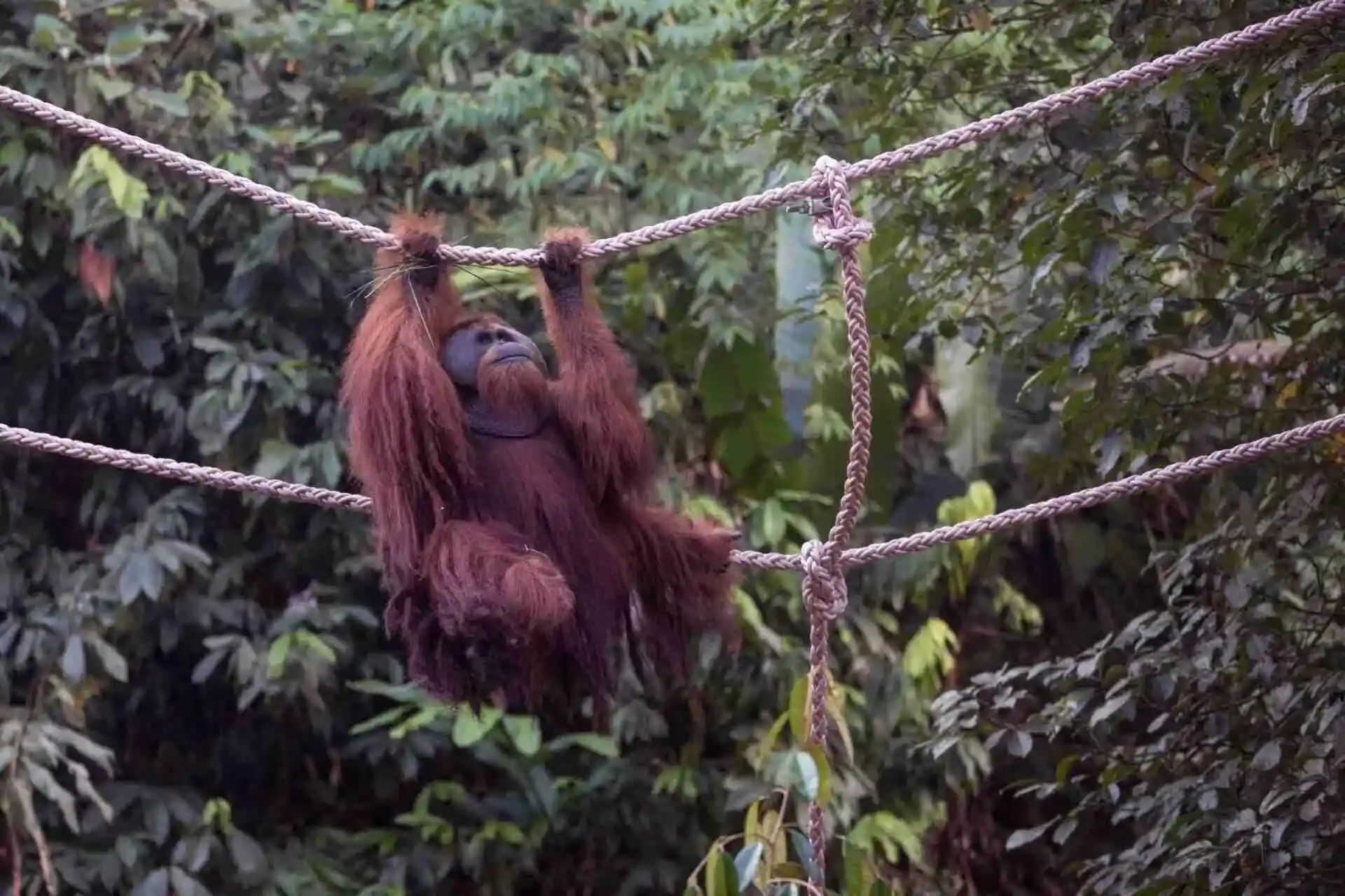 Fun Fact Orangutan Haven Conservation
