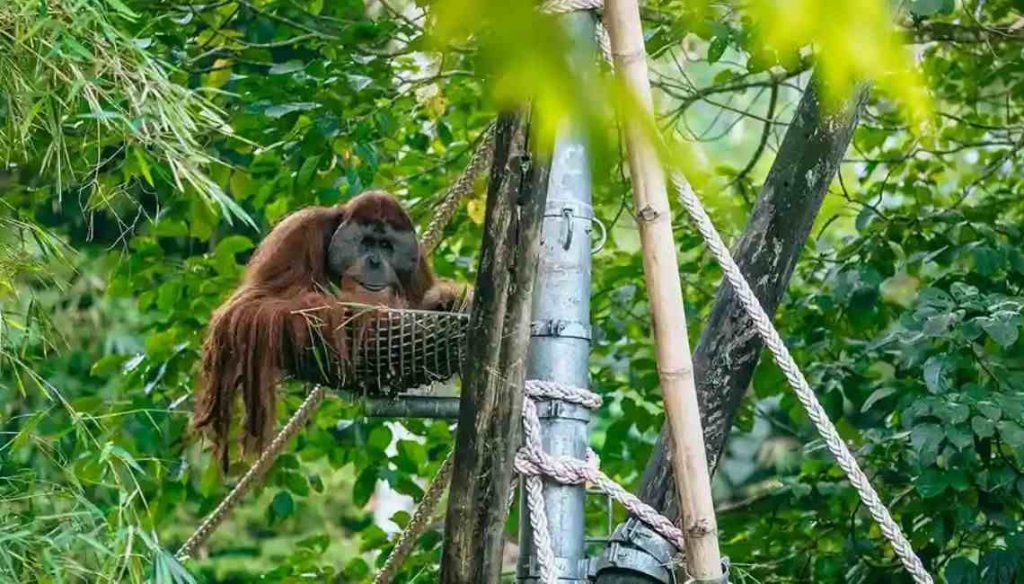 Get Your Ticket on Orangutan Haven Conservation A Must-Visit!_