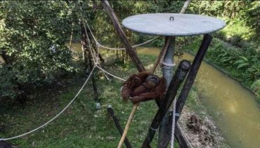 Orangutan Haven- Surga Lestari Si Primata Terancam Punah_