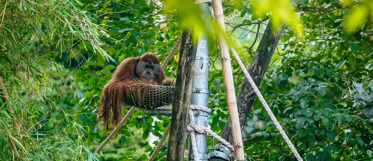 Sejarah Berdirinya Orangutan Haven 