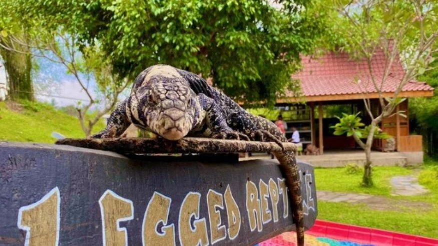 Daya Tarik Mini Zoo 
