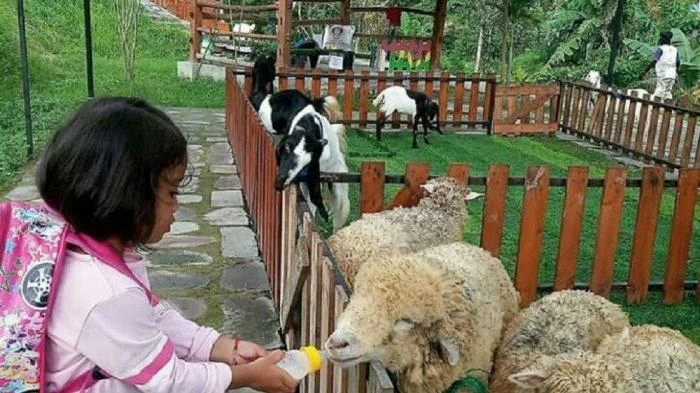 Harga Tiket Mini Zoo Jogja Exotarium