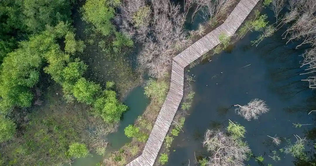 Hutan Mangrove Gunung Anyar