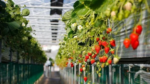 Kebun Strawberry Ciwidey Bandung