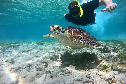 Konservasi Penyu Gili Trawangan