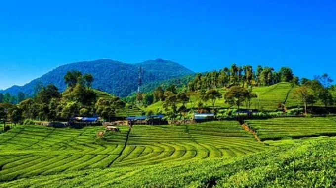 Perkebunan Teh Malabar - Wisata Ciwidey
