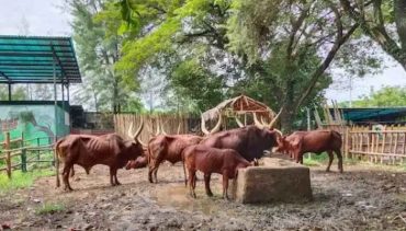 Safari Beach Jawa Tengah, Jadwal Pertujunjukan dan harga tiket 2025_