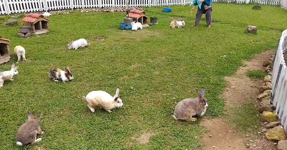 Taman Kelinci Ciwidey