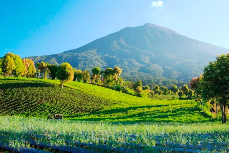  Kerinci Seblat National Park