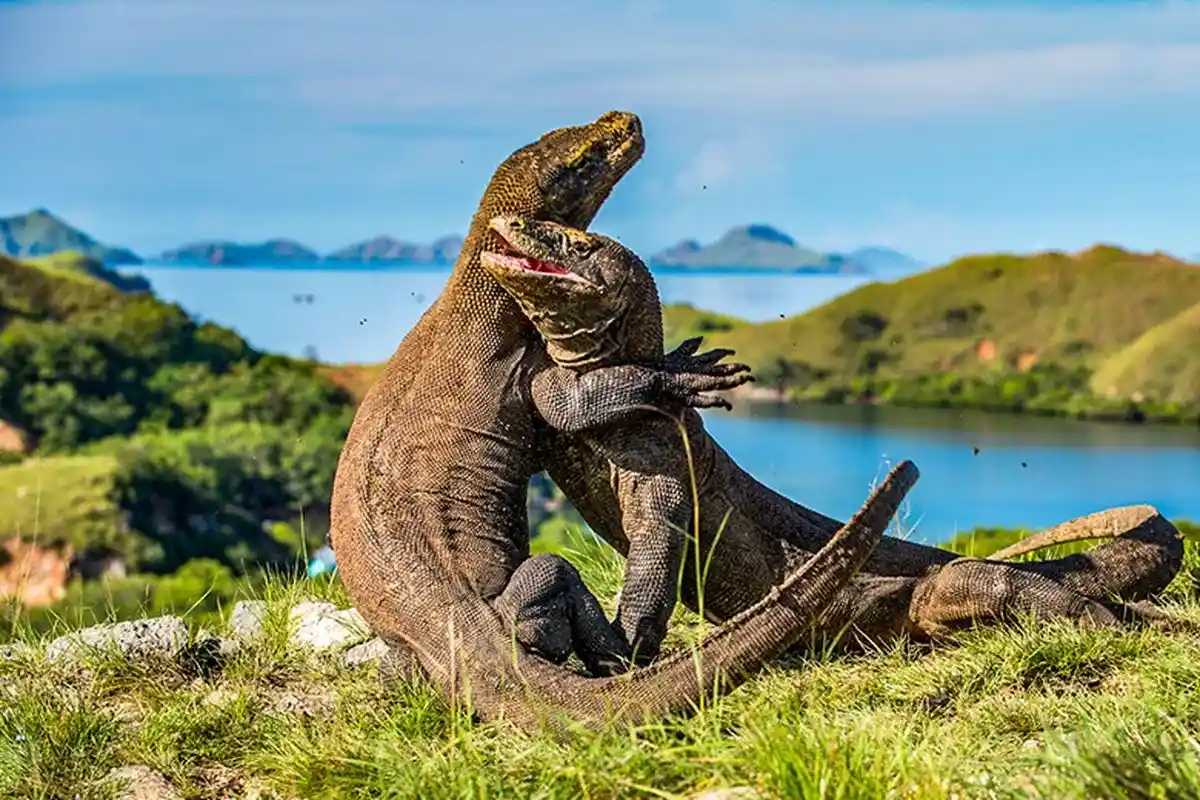 Komodo National Park