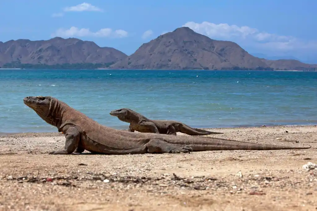 Taman Nasional Komodo